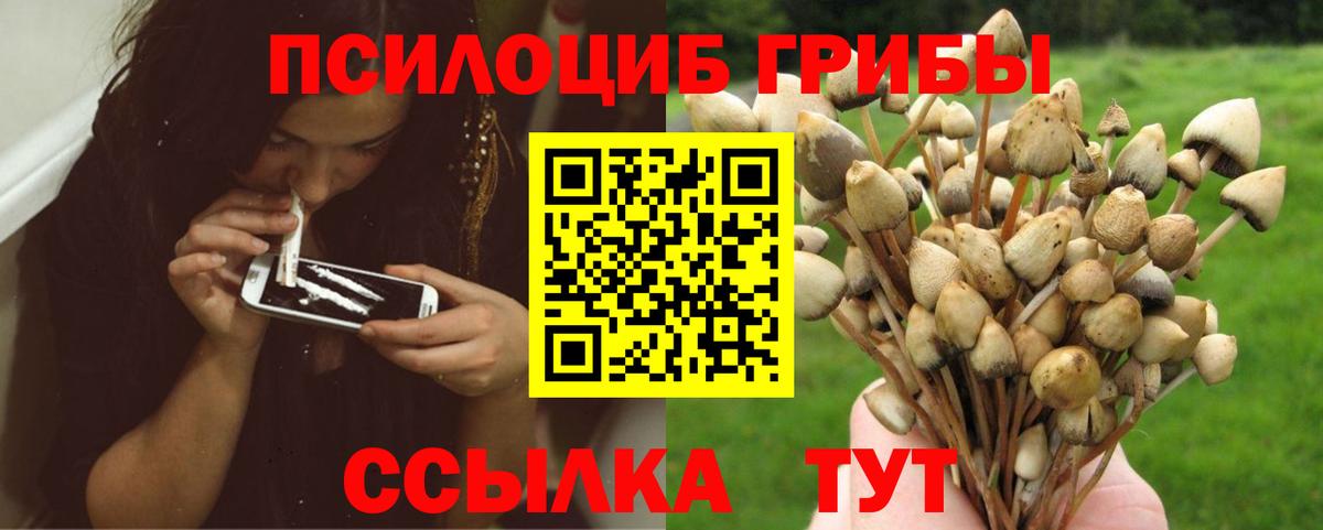 Псилоцибиновые грибы Psilocybe Хасавюрт
